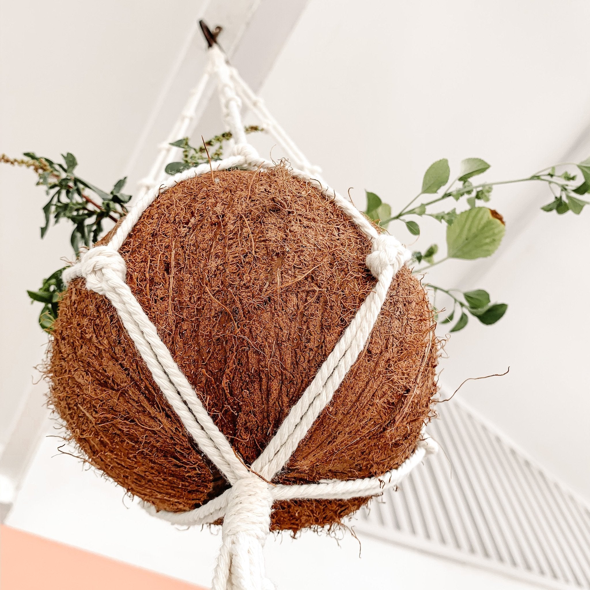 Macrame + Coconut Plant Hanger - Melati