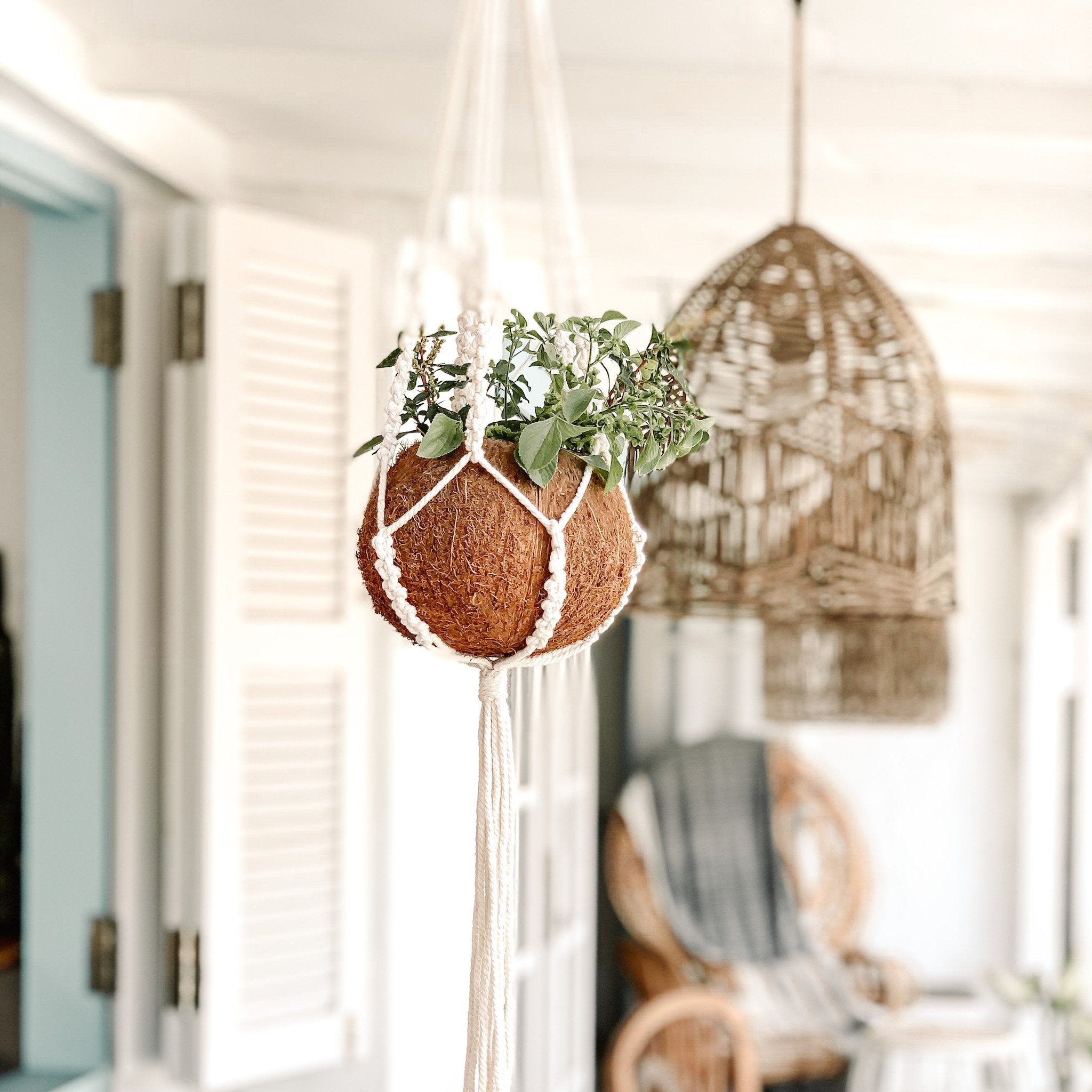 coconut plant hanger Macrame + Coconut Plant Hanger - Arum